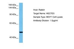 HECTD3 Rabbit anti-Human, Polyclonal, Novus Biologicals 0.1 mL | Buy Online | Novus Biologicals | Fisher Scientific